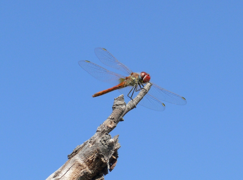 Sympetrum fonscolombii male? - S